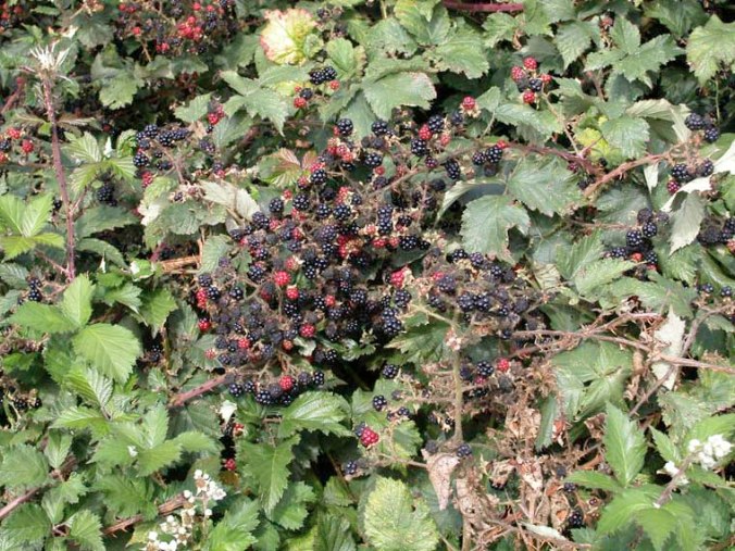 Superman's ultimate nemesis ,the evil blackberry bushes and their evil stickers.  Stronger than even kryptonite. 