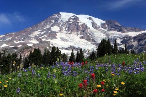 Mt. Rainier.  So majestic, so innocent, so peaceful, so ready to release its destructive lava upon your village.  