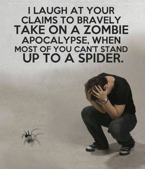 Spiders