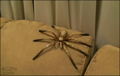 scary spider
