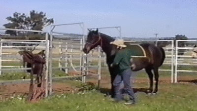 This horse don't mess around ...