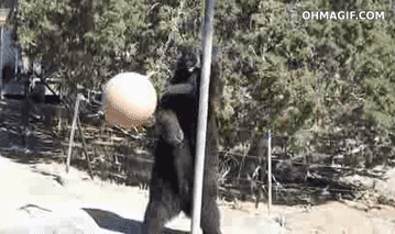 ...bears playing tetherball. 